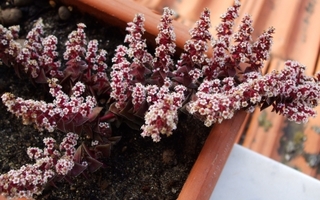 Crassula capitella 