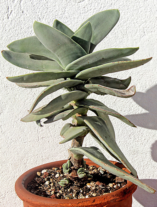 crassula falcata