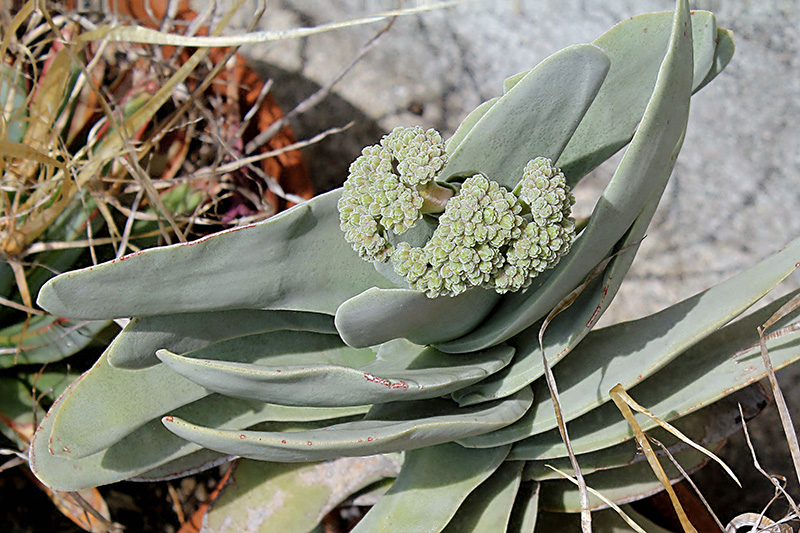 Crassula falcata 