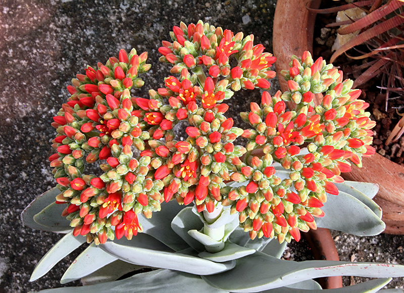 Crassula falcata 