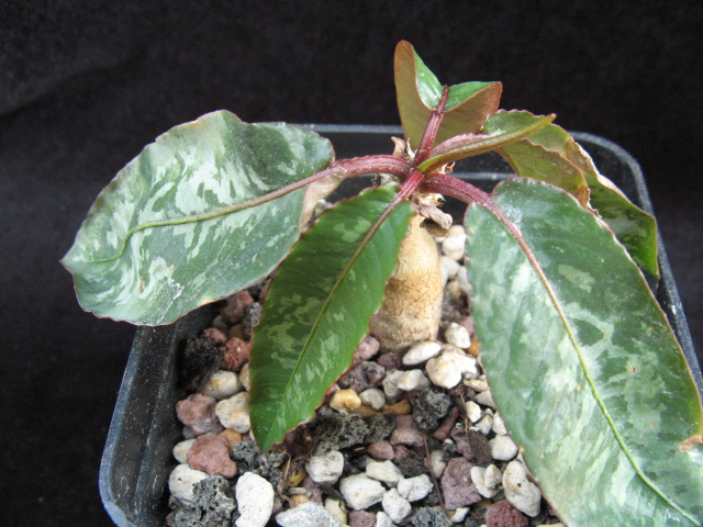 Euphorbia cremersii 