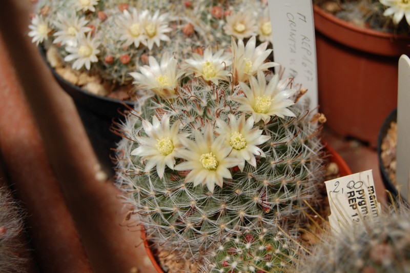 Mammillaria crinita v. pauciseta REP 1697