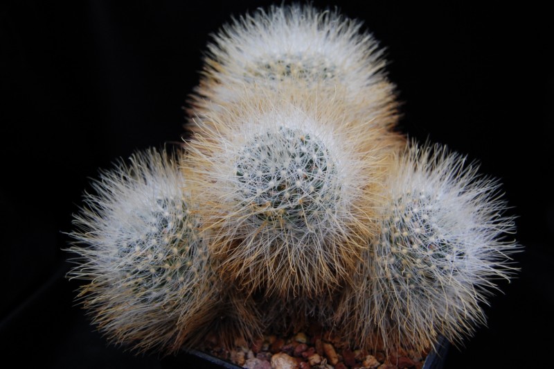 Mammillaria crinita 