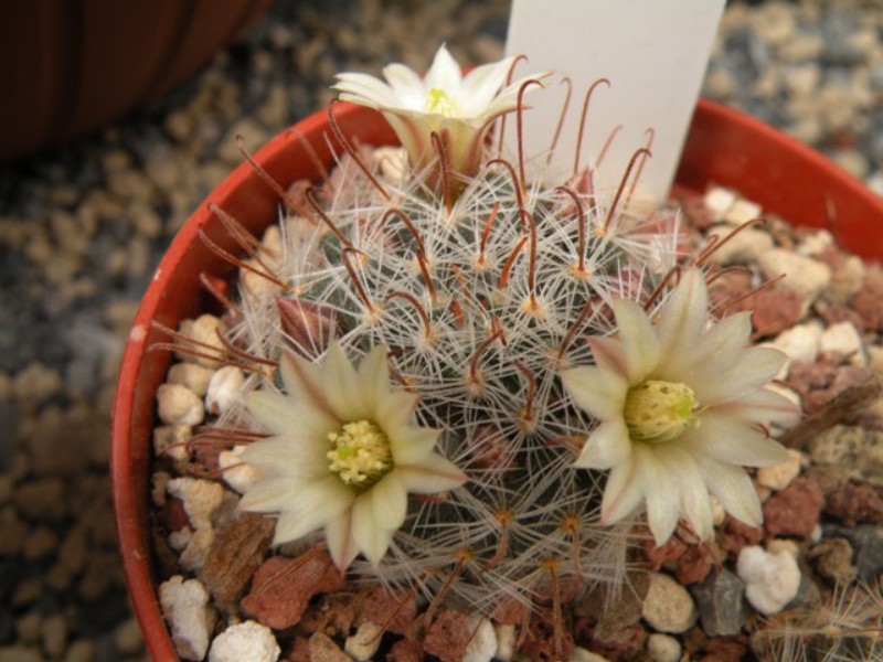 Mammillaria crinita v. pauciseta REP 1697