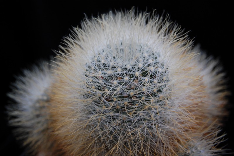 Mammillaria crinita 