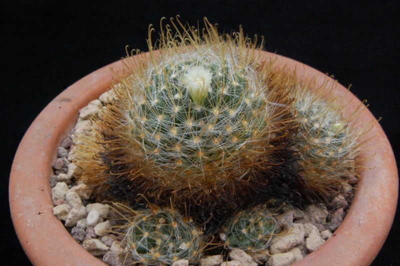 Mammillaria crinita 