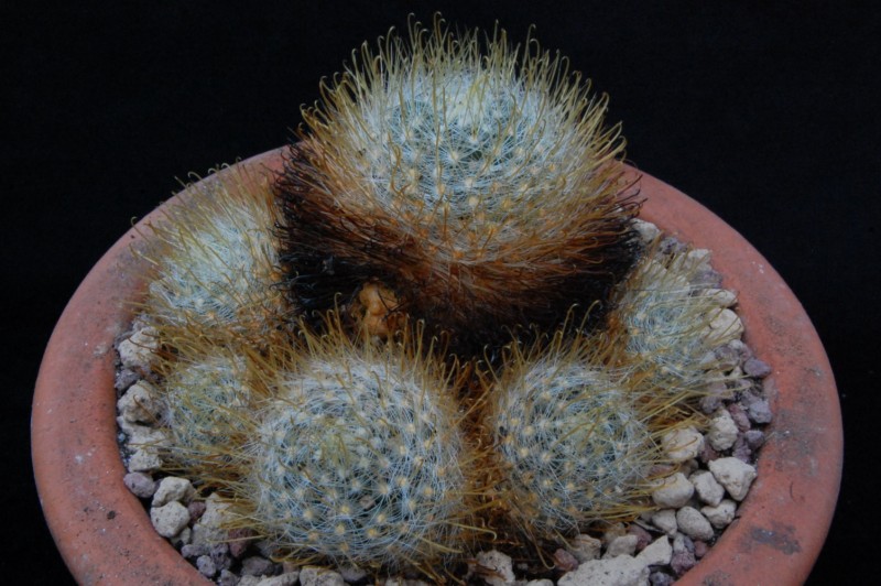 Mammillaria crinita 