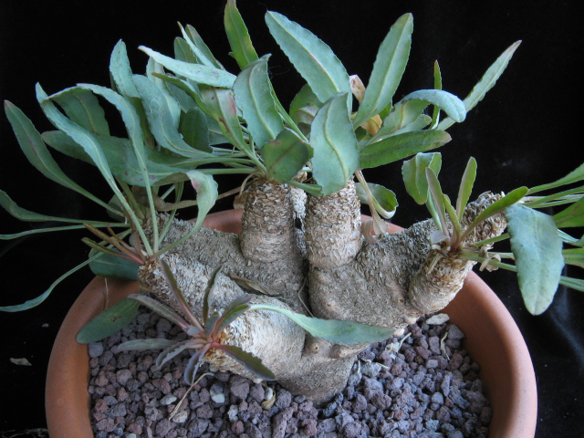 euphorbia crispa