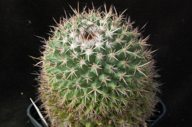 mammillaria crispiseta