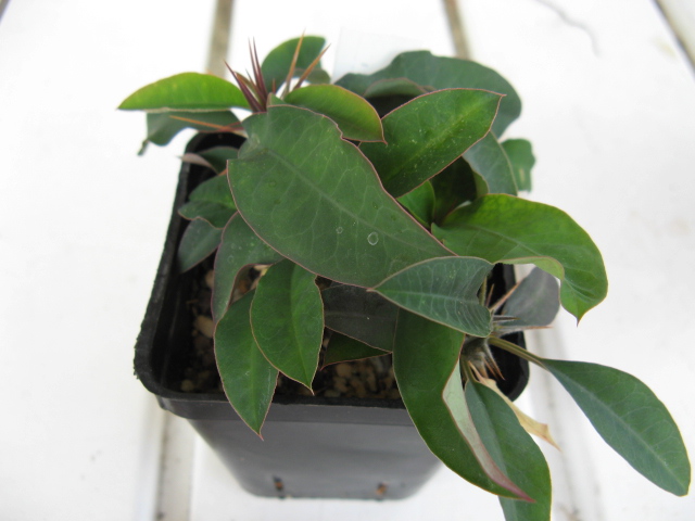 euphorbia croizatii
