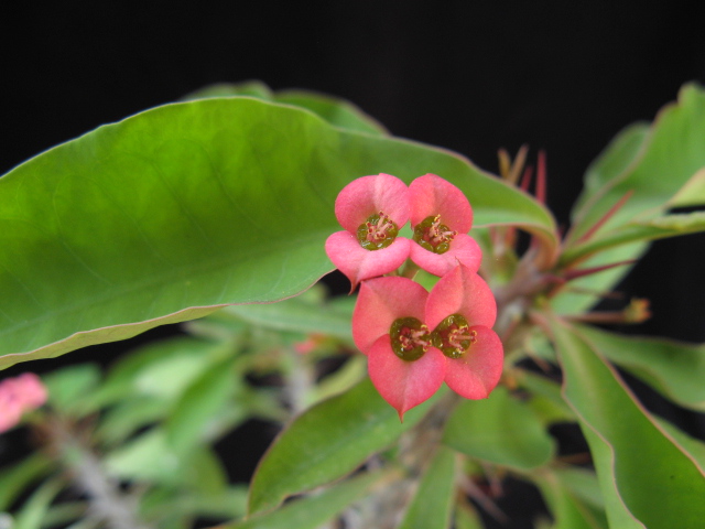 Euphorbia croizatii 