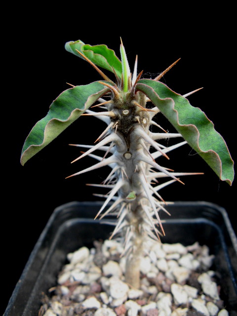 Euphorbia croizatii 