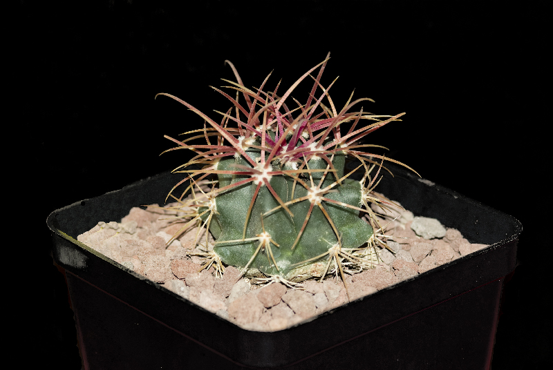 Ferocactus chrysacanthus 