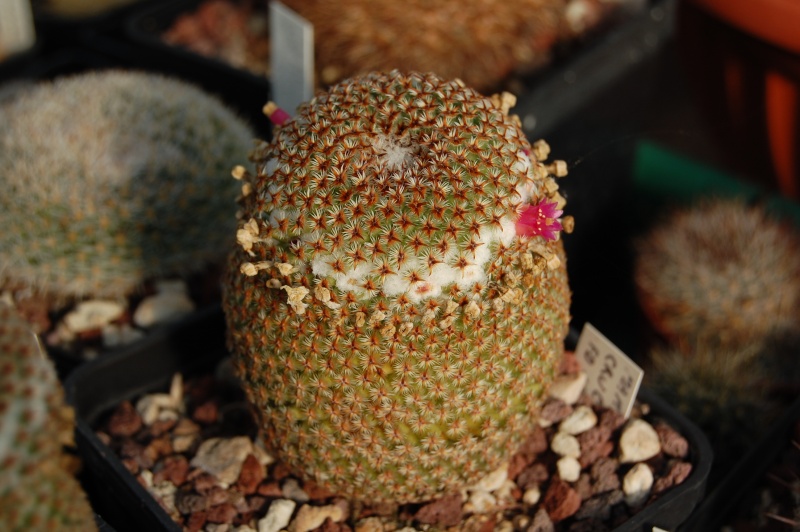 Mammillaria crucigera FO 105