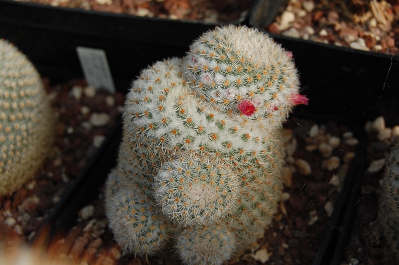 Mammillaria crucigera ssp. tlalocii LAU 1109