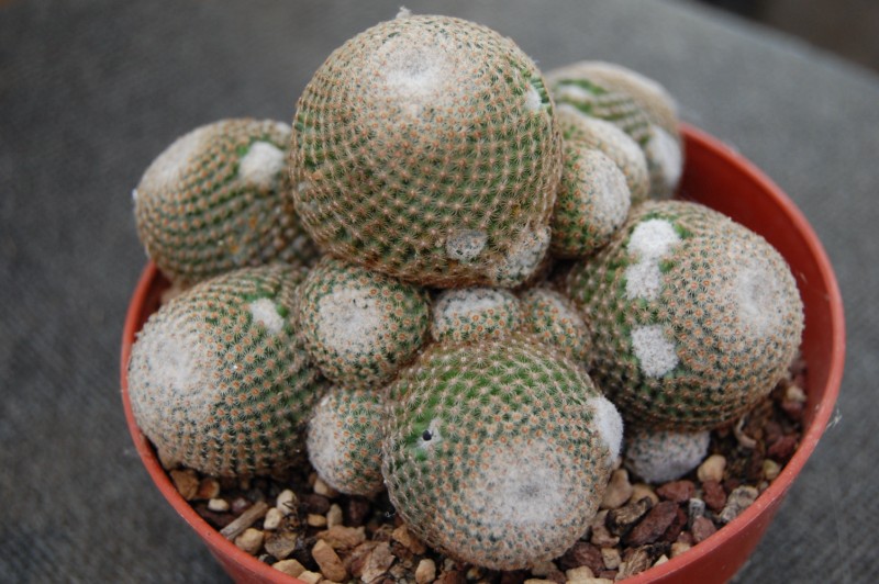 Mammillaria crucigera ssp. tlalocii FO 223