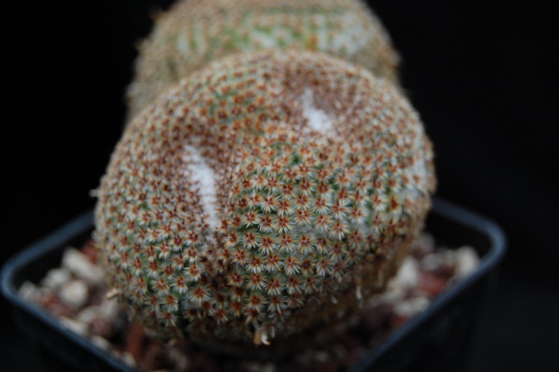 Mammillaria crucigera FO 105