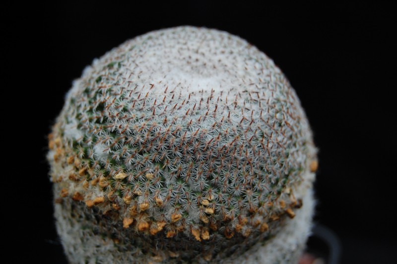 Mammillaria crucigera ssp. tlalocii LAU 1109