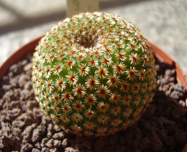 Mammillaria crucigera 