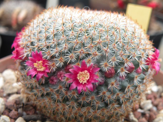 Mammillaria crucigera 