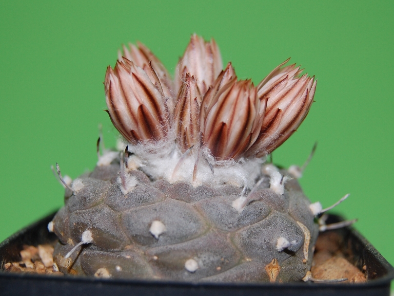 turbinicarpus jauernigii 