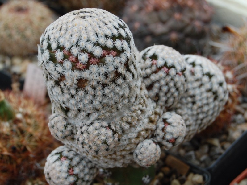 Mammillaria sanchez-mejoradae 