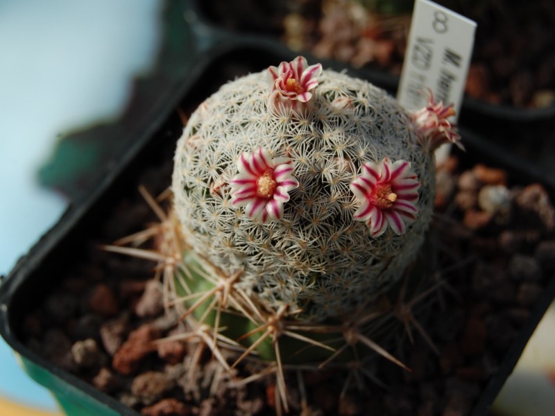 Mammillaria hermosana 