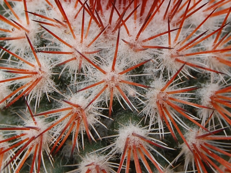 Mammillaria atrosanguinea 