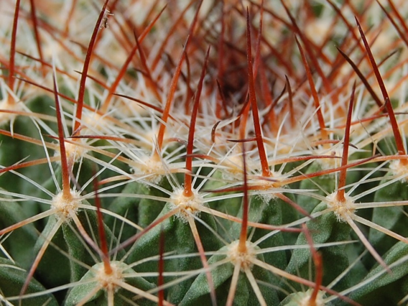 Mammillaria waltheri 