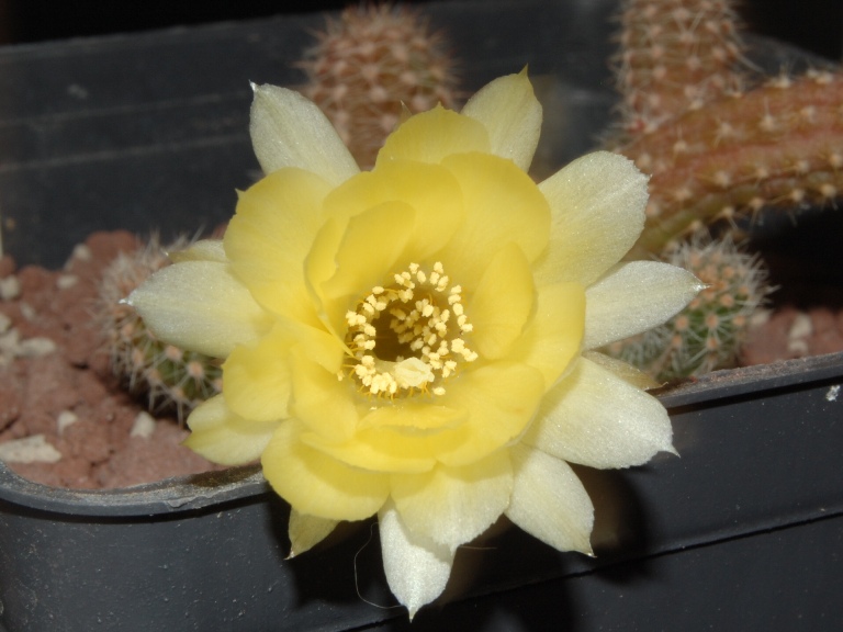 Chamaecereus cv. papagei 