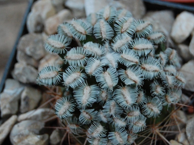 Mammillaria bertholdii 