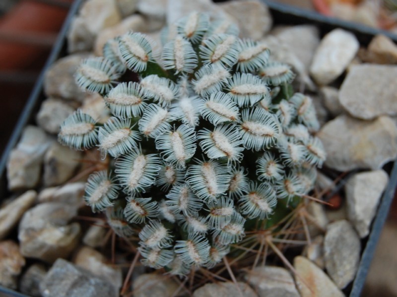 Mammillaria bertholdii 