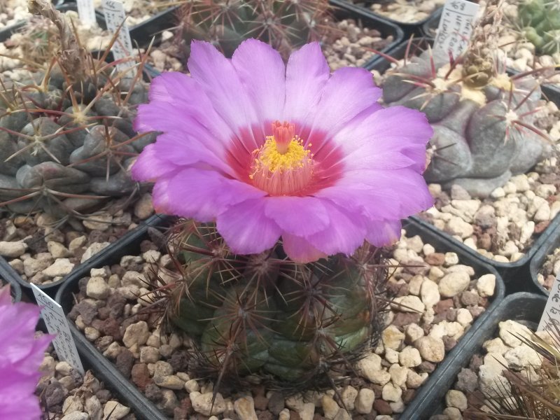 Thelocactus bicolor CSD 179