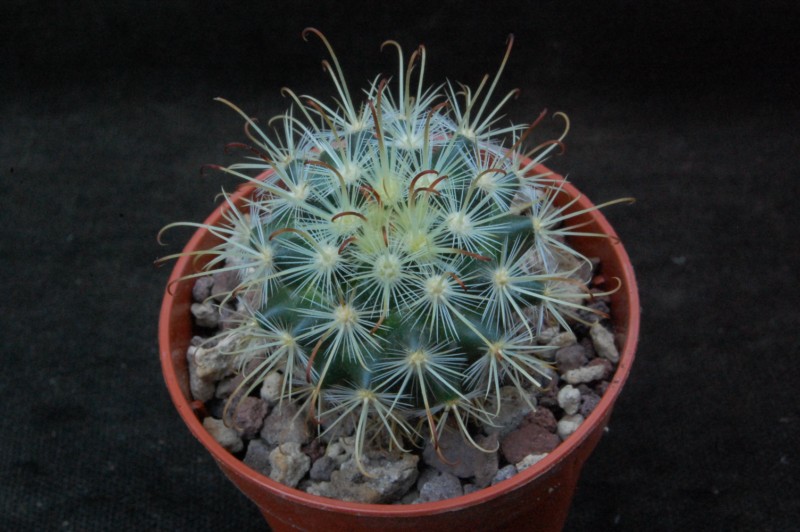 Mammillaria moelleriana CSD 277