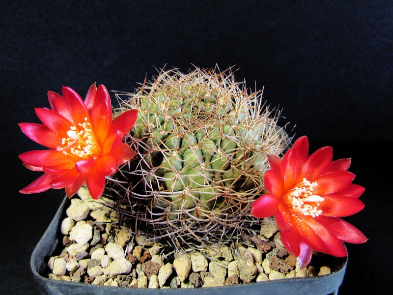 sulcorebutia verticillacantha v. cuprea