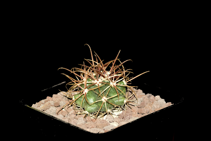 Ferocactus cylindraceus 