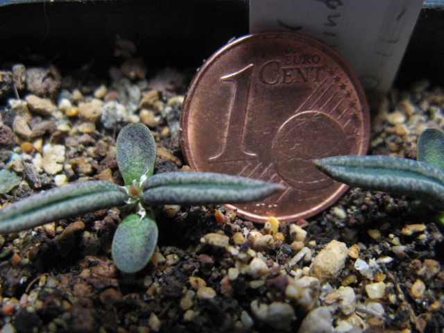 euphorbia cylindrifolia