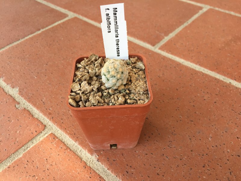 Mammillaria theresae f. albiflora 