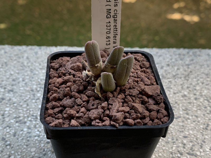 cheiridopsis cigarettifera