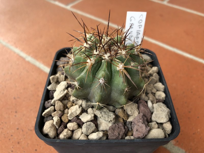 copiapoa grandiflora