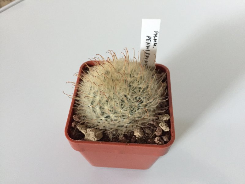 Mammillaria pennispinosa 