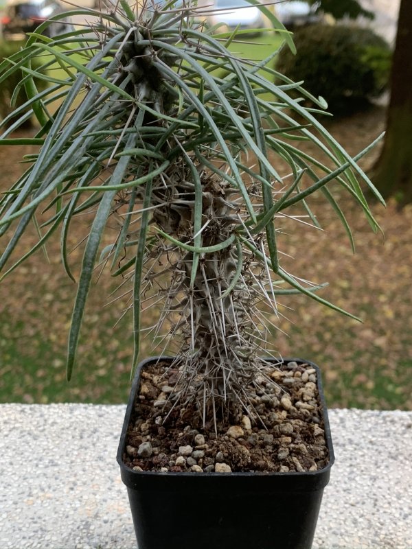 Didierea madagascariensis 