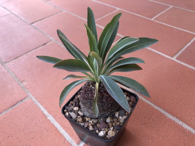 Euphorbia bupleurifolia 