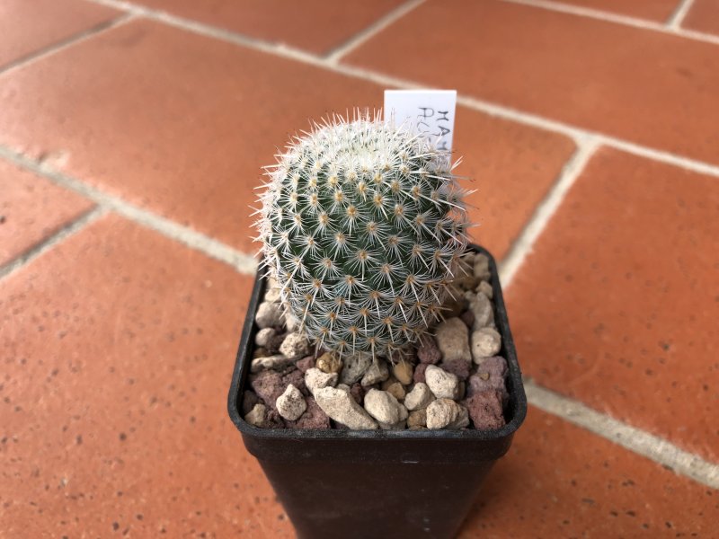 Mammillaria albilanata 