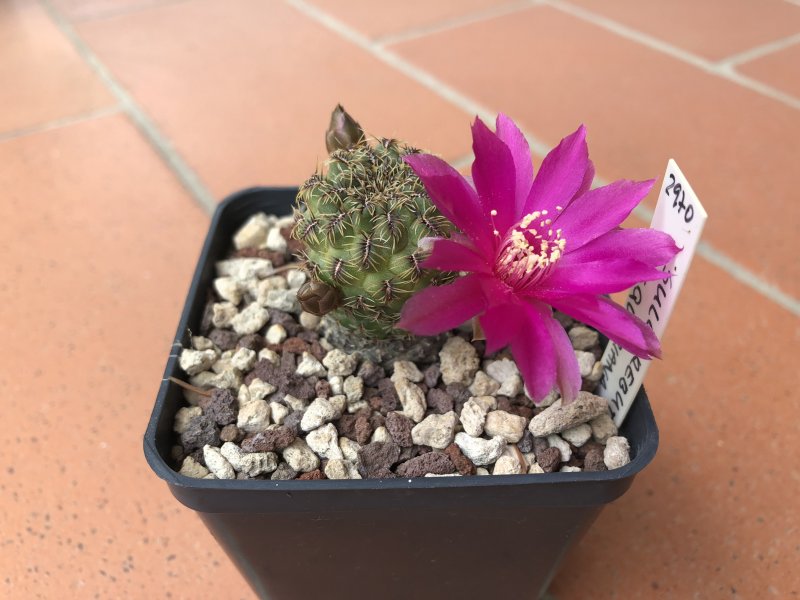 Sulcorebutia vasqueziana 