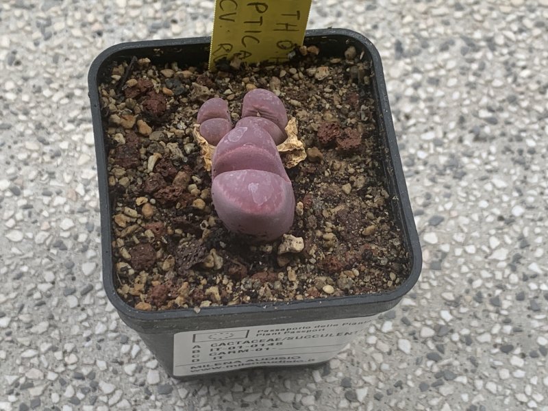 Lithops optica cv. rubra 