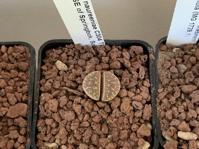 Lithops naureeniae C304