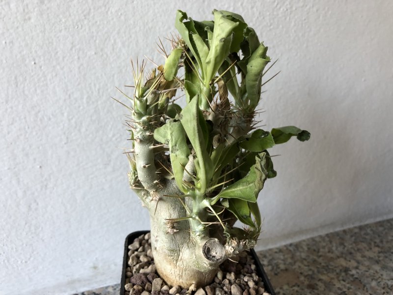 Pachypodium saundersii 