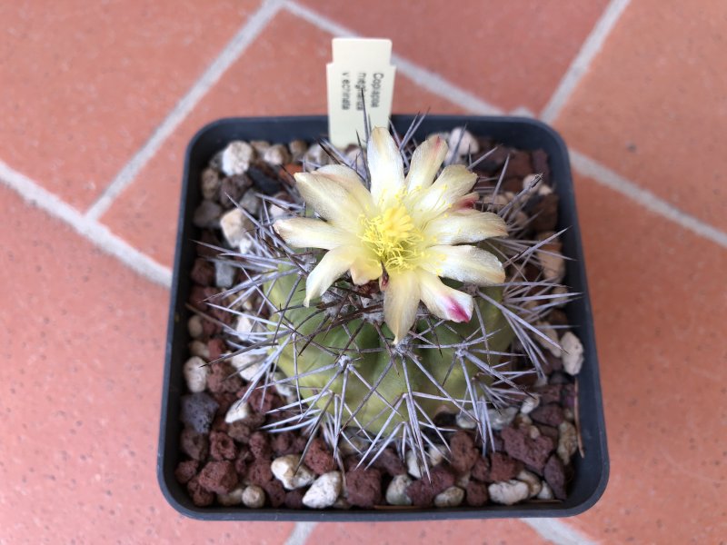 Copiapoa megarhiza ssp. echinata 