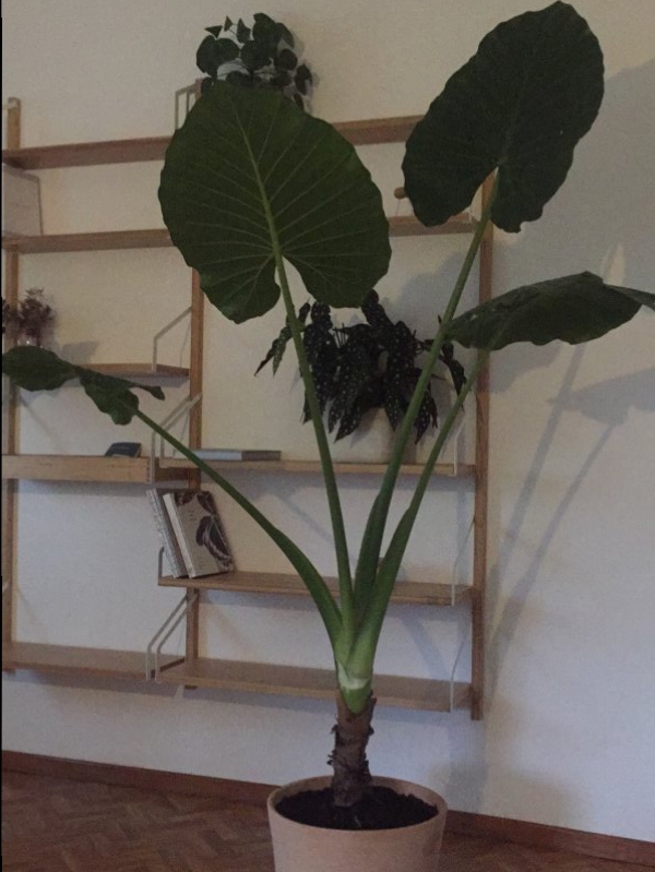 Alocasia macrorrhiza alocasia macrorrhiza 